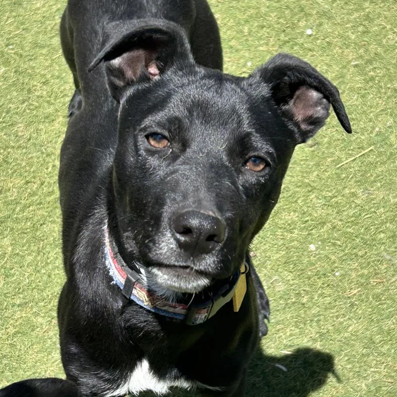 A young medium-sized male Mixed Breed dog named Murtagh for adoption in Flagstaff, AZ