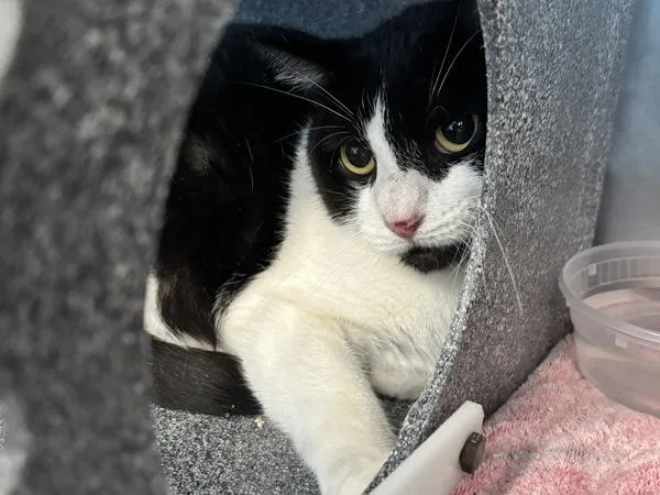 An adult medium-sized female Domestic Short Hair cat named Asuka for adoption in Ridgewood, NY
