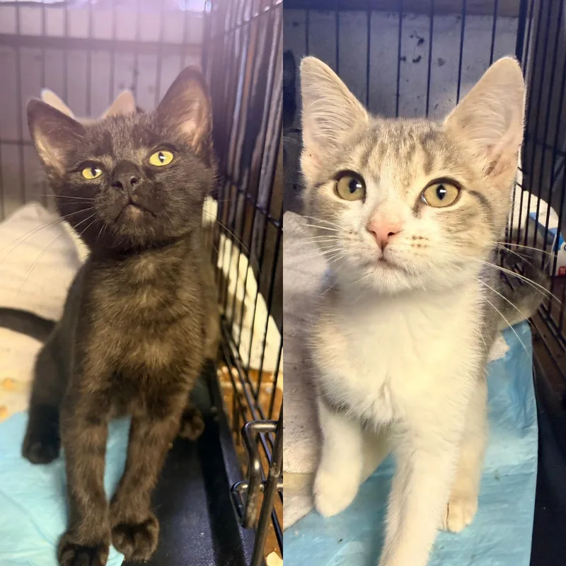 A baby small-sized male Black Domestic Short Hair cat named Rocky and Dusty for adoption in Bellmawr, NJ