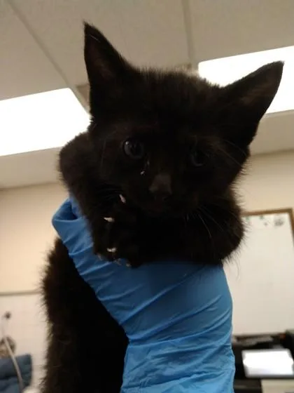 A baby small-sized female Domestic Short Hair cat named Cinco for adoption in Palm Coast, FL