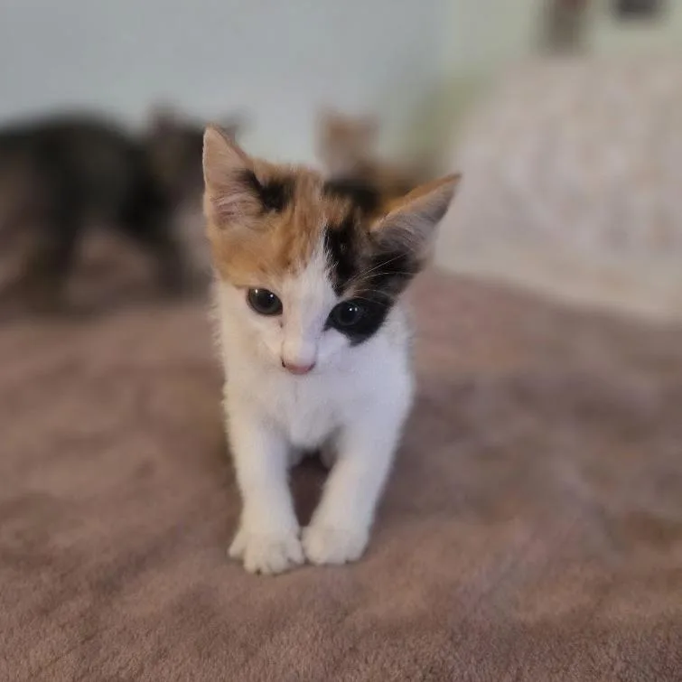 A baby small-sized female Calico Domestic Short Hair cat named Kiwi for adoption in Brea, CA