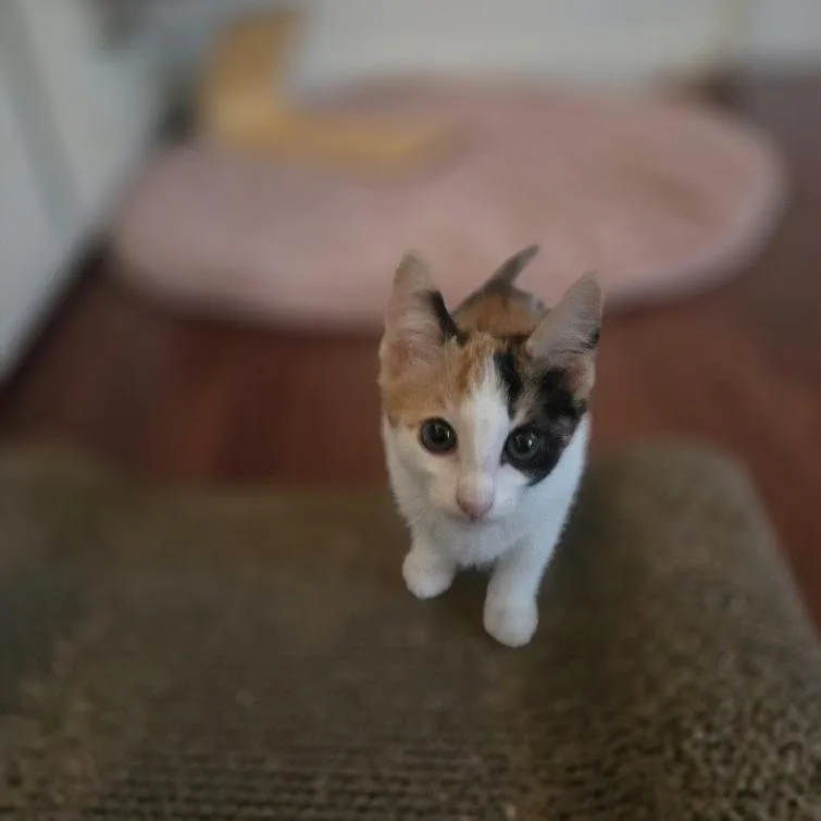Kiwi thumbnail 3