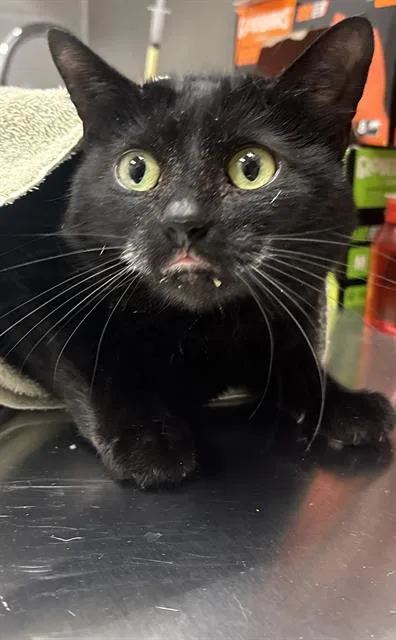 An adult large-sized female Domestic Short Hair cat named Trinity for adoption in Indianapolis, IN