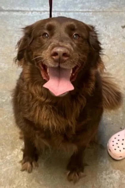An adult large-sized female Labrador Retriever dog named Willow for adoption in Bowling Green, KY