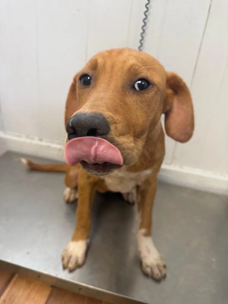A baby medium-sized female Labrador Retriever dog named Silver for adoption in Fayetteville, TN