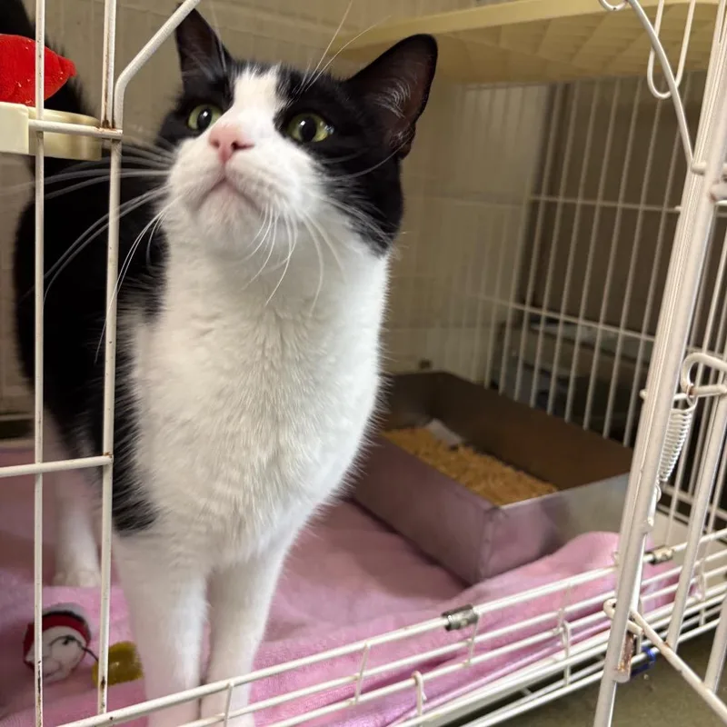 An adult large-sized male Black Domestic Short Hair cat named MooShoo for adoption in Harrisonburg, VA