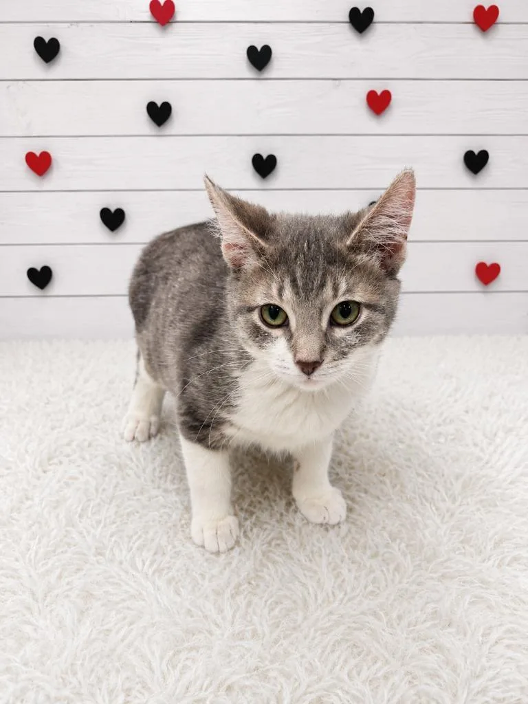 A baby small-sized female Domestic Short Hair cat named Floatie for adoption in Corpus Christi, TX