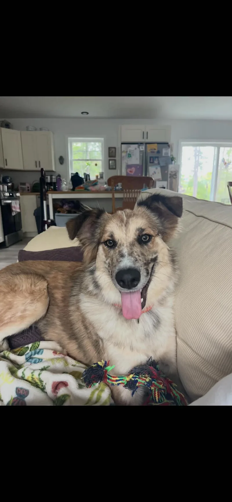 An adult medium-sized female Gray / Blue / Silver Australian Shepherd dog named Jessie for adoption in Brunswick, ME