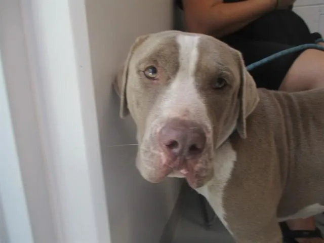 An adult large-sized male Staffordshire Bull Terrier dog named Boy for adoption in Ocala, FL