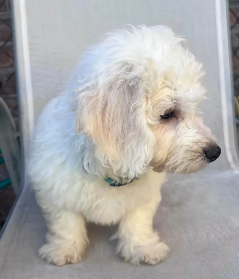 A baby small-sized male White / Cream Bichon Frise dog named Dior for adoption in Union Grove, WI