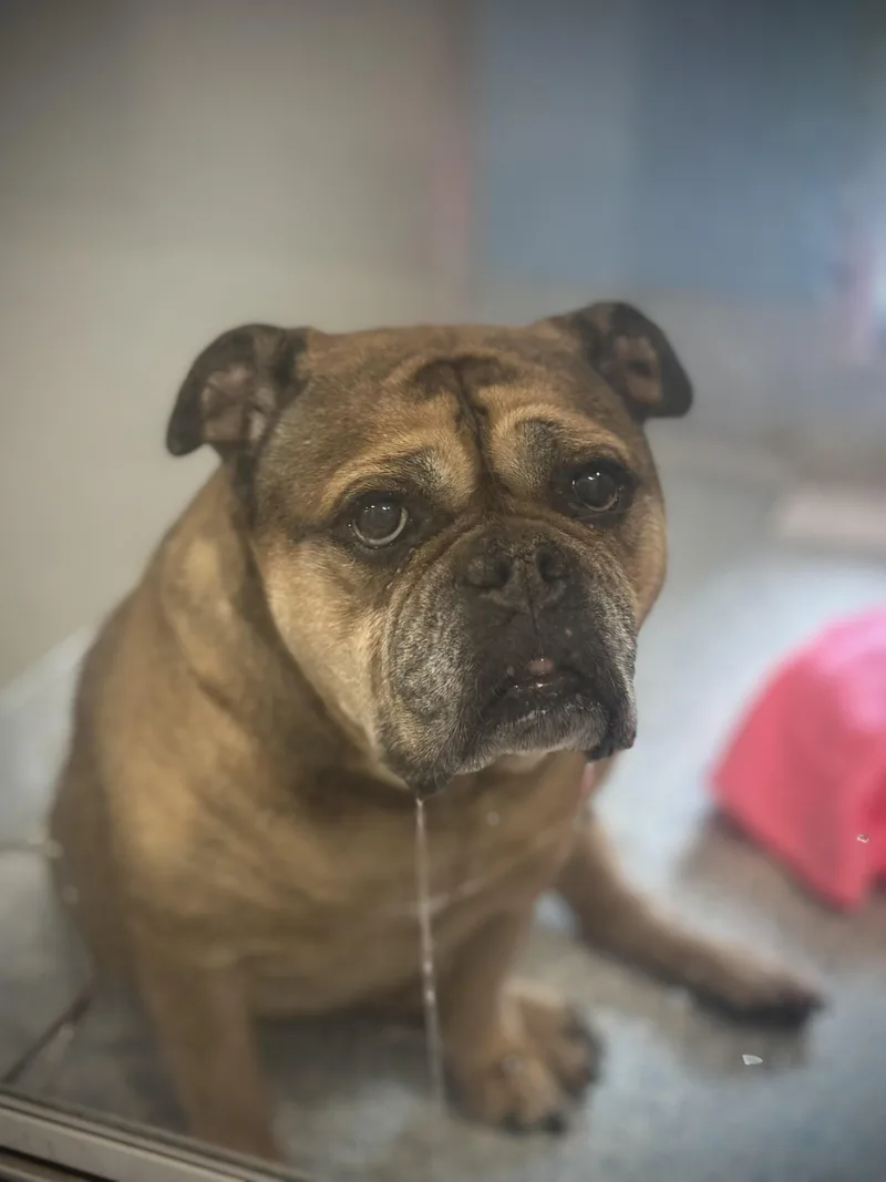 A senior large-sized female Brown / Chocolate English Bulldog dog named Venus for adoption in Stafford, VA
