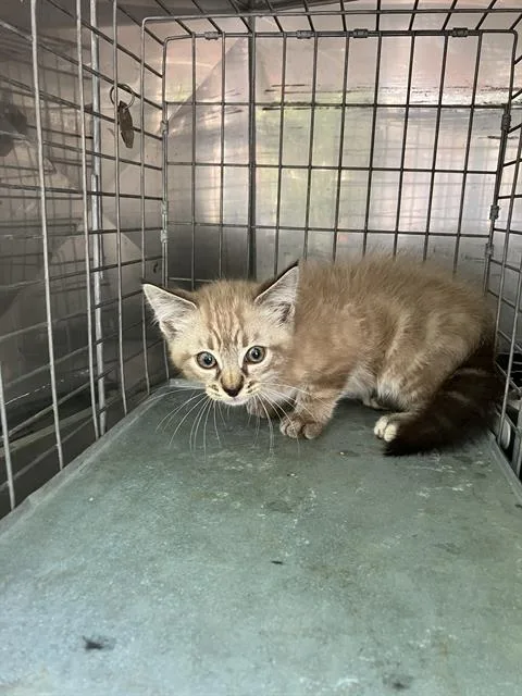A baby medium-sized male American Wirehair cat named Dino for adoption in Dallas, TX