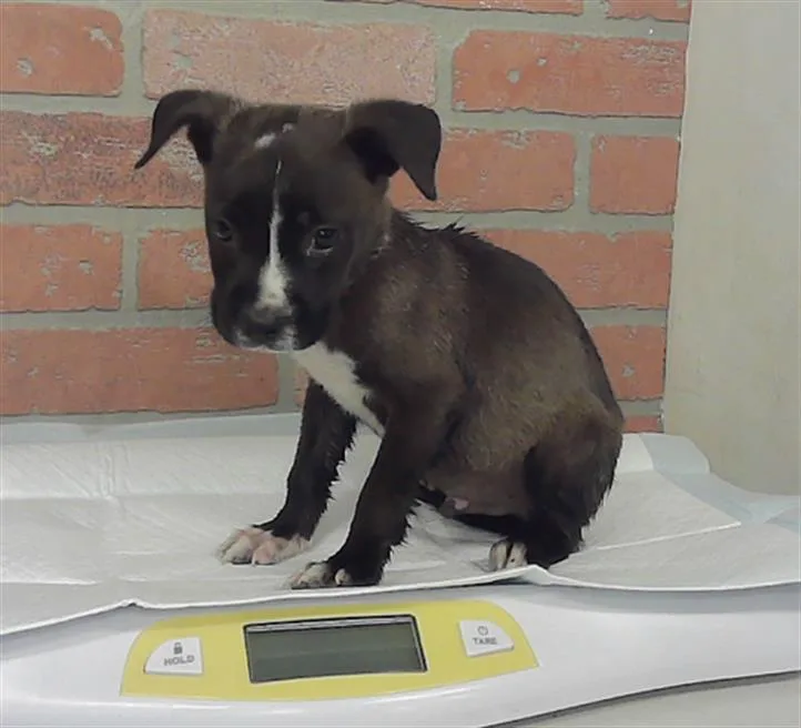 A baby small-sized male Staffordshire Bull Terrier dog named Caspian for adoption in Houston, TX