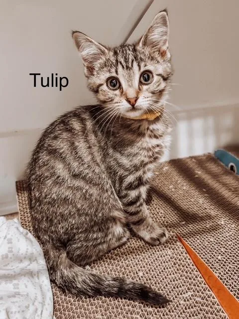 A baby medium-sized female Tabby (Brown / Chocolate) Domestic Short Hair cat named Tulip for adoption in Murfreesboro, TN