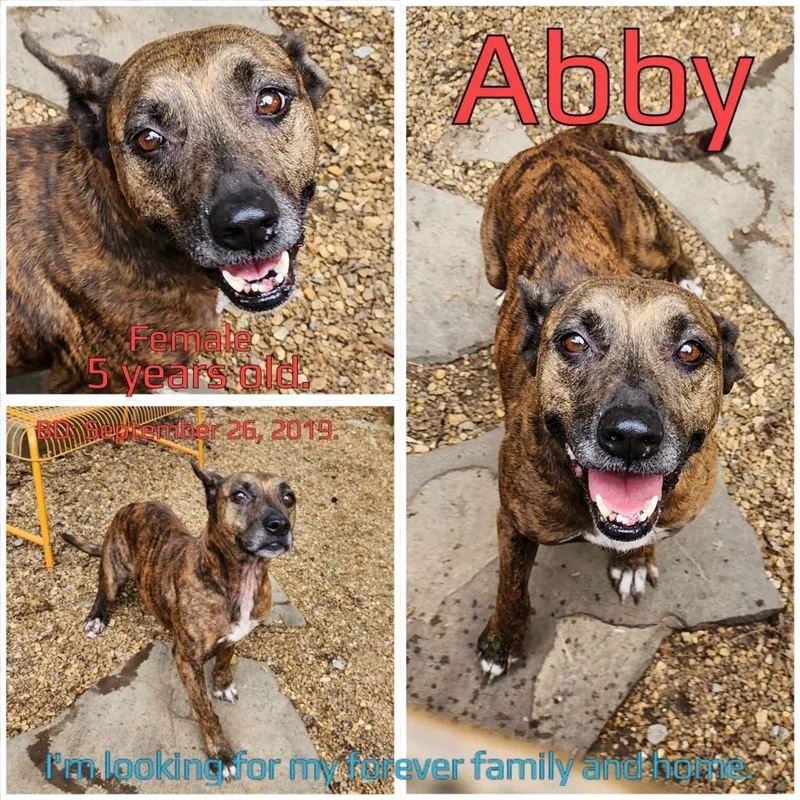 An adult medium-sized female Brindle Mixed Breed dog named Abby for adoption in Boaz, AL