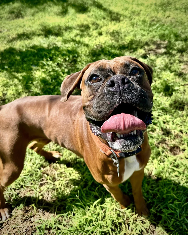 An adult large-sized male Boxer dog named Mac for adoption in Monticello, NY