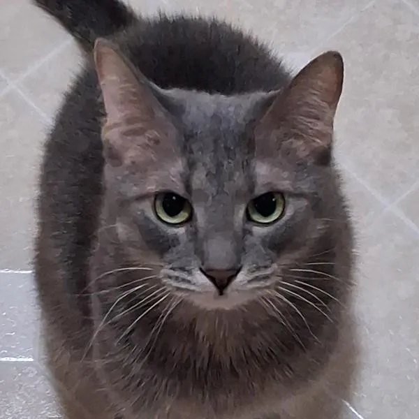 An adult medium-sized female Domestic Short Hair cat named Bobbi  Bonded Buddies for adoption in Des Moines, IA