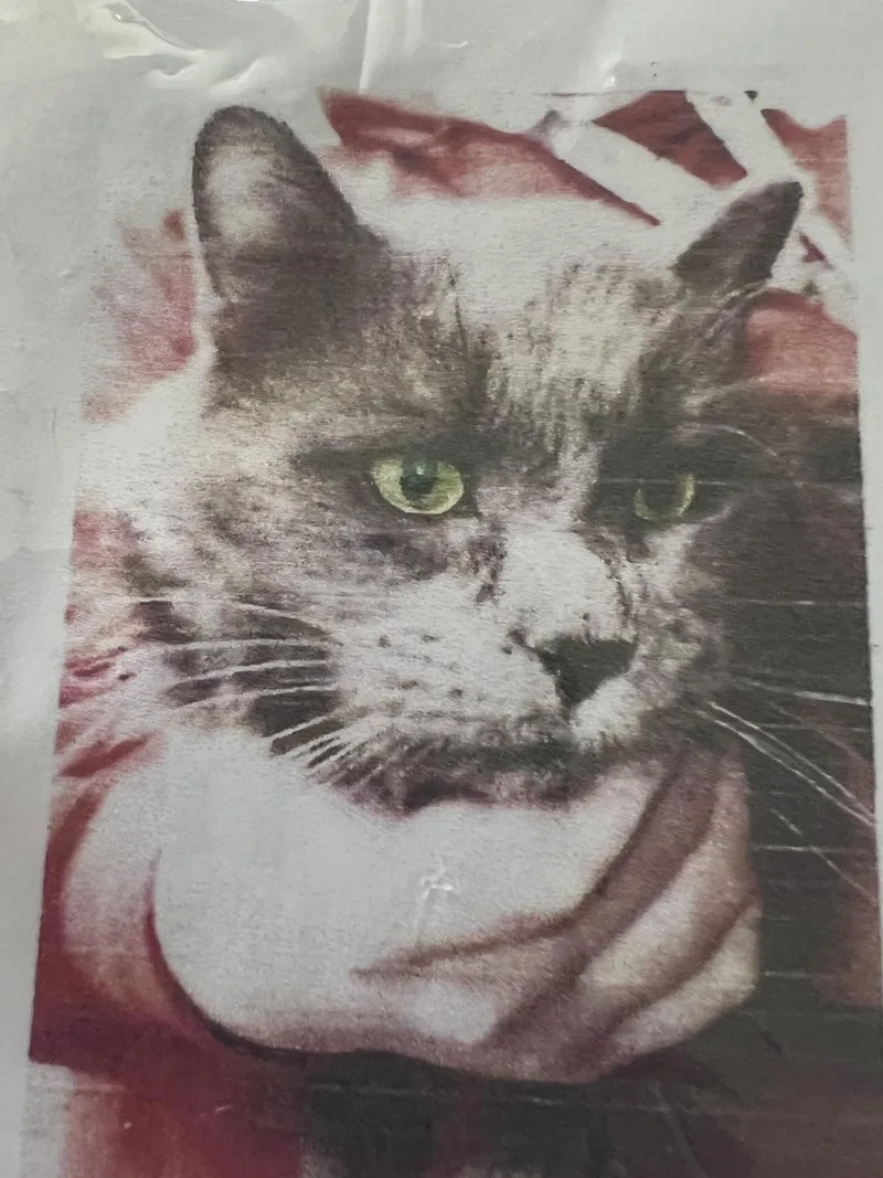 An adult medium-sized female Gray / Blue / Silver Domestic Long Hair cat named Shadow for adoption in New Windsor, NY