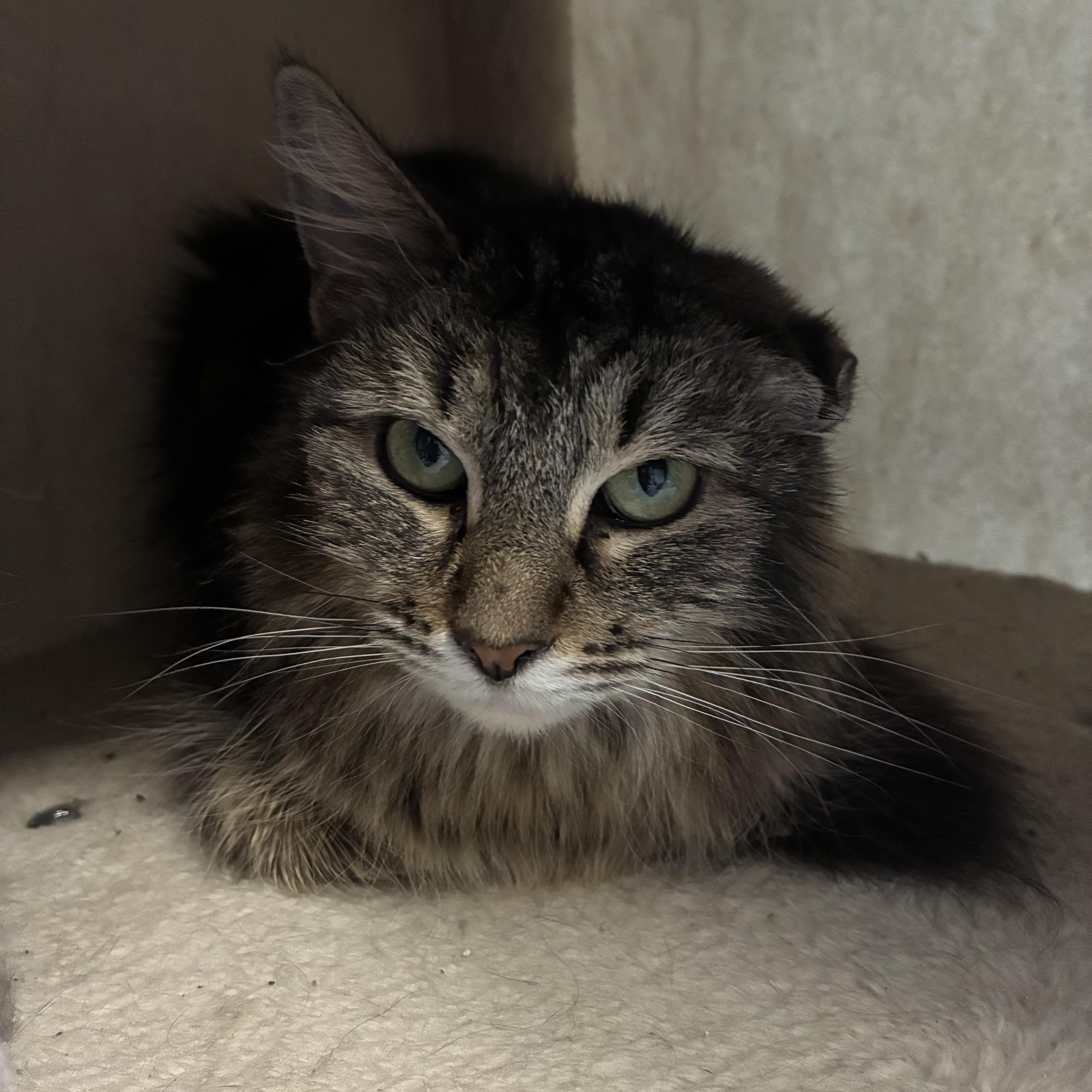A young medium-sized female Domestic Medium Hair cat named Beverly for adoption in queen creek, AZ