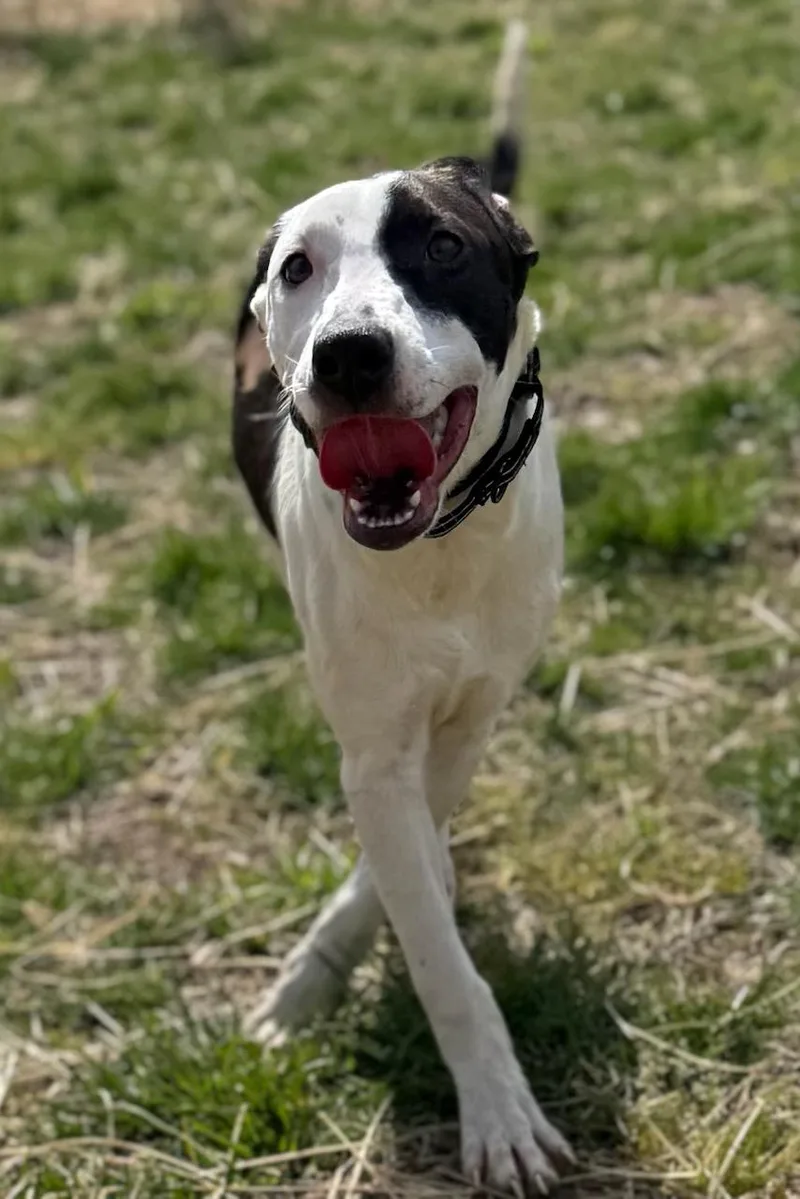 A baby medium-sized female Border Collie dog named Dottie for adoption in Manassas, VA