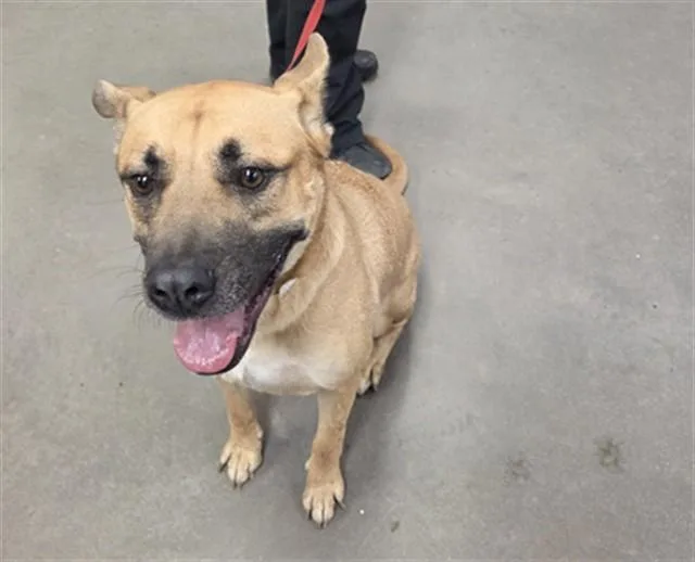 An adult large-sized male German Shepherd Dog dog named Victor for adoption in Phoenix, AZ