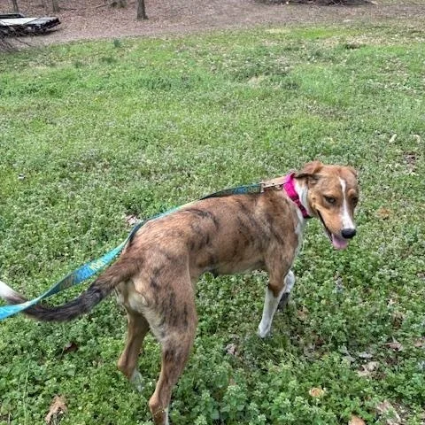 An adult medium-sized female Yellow / Tan / Blond / Fawn American Foxhound dog named Arizona for adoption in Andover, MA