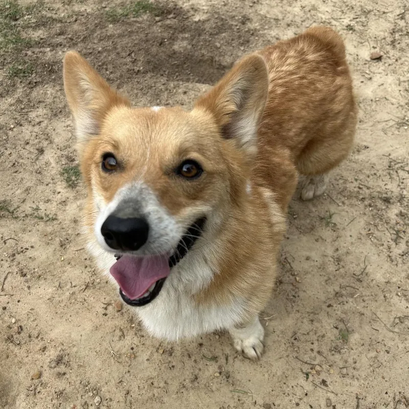 An adult medium-sized male Red / Chestnut / Orange Cardigan Welsh Corgi dog named Loki for adoption in West Point, MS