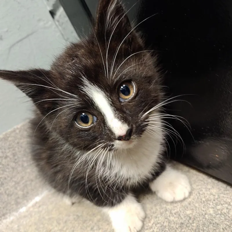 A baby small-sized male Domestic Short Hair cat named Nori for adoption in Allentown, PA