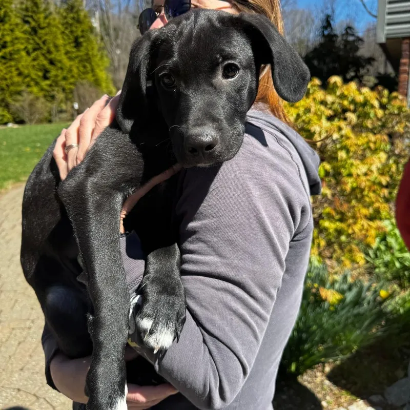 A baby large-sized male Black Black Labrador Retriever dog named Ny Cyrus Avail Apr for adoption in Stormville, NY