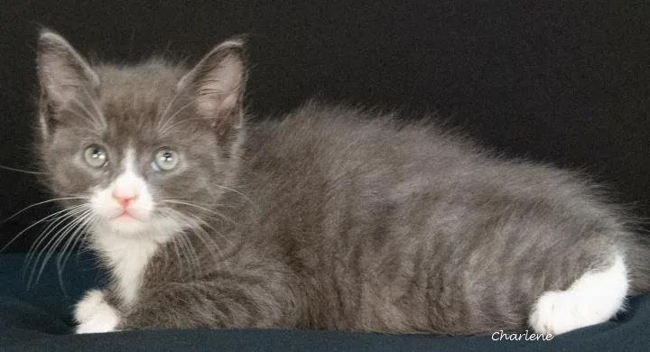 A baby medium-sized male Gray & White Domestic Short Hair cat named Chrome for adoption in Newland, NC