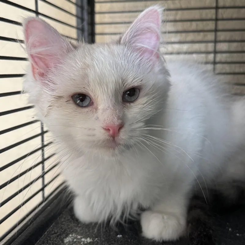 A baby small-sized female Domestic Medium Hair cat named Coconut for adoption in Winchendon, MA