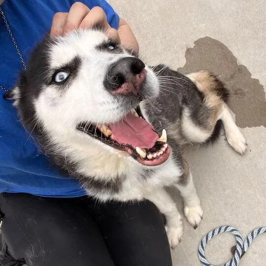 An adult medium-sized female Black Siberian Husky dog named L.a. for adoption in Matteson, IL