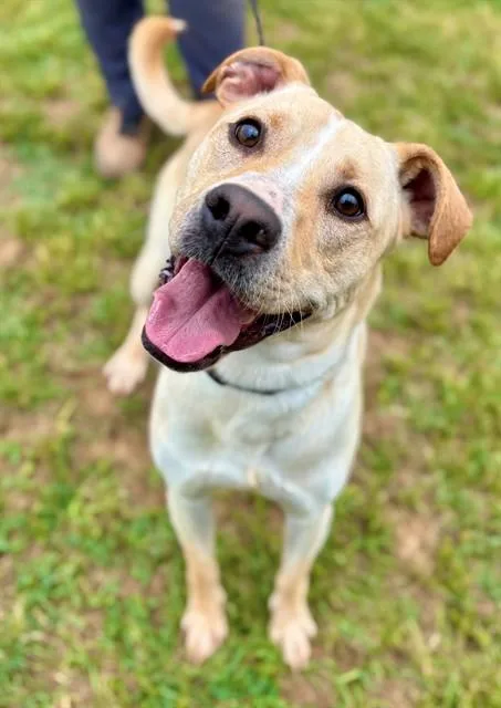 A young large-sized male Labrador Retriever dog named Varian for adoption in York, SC