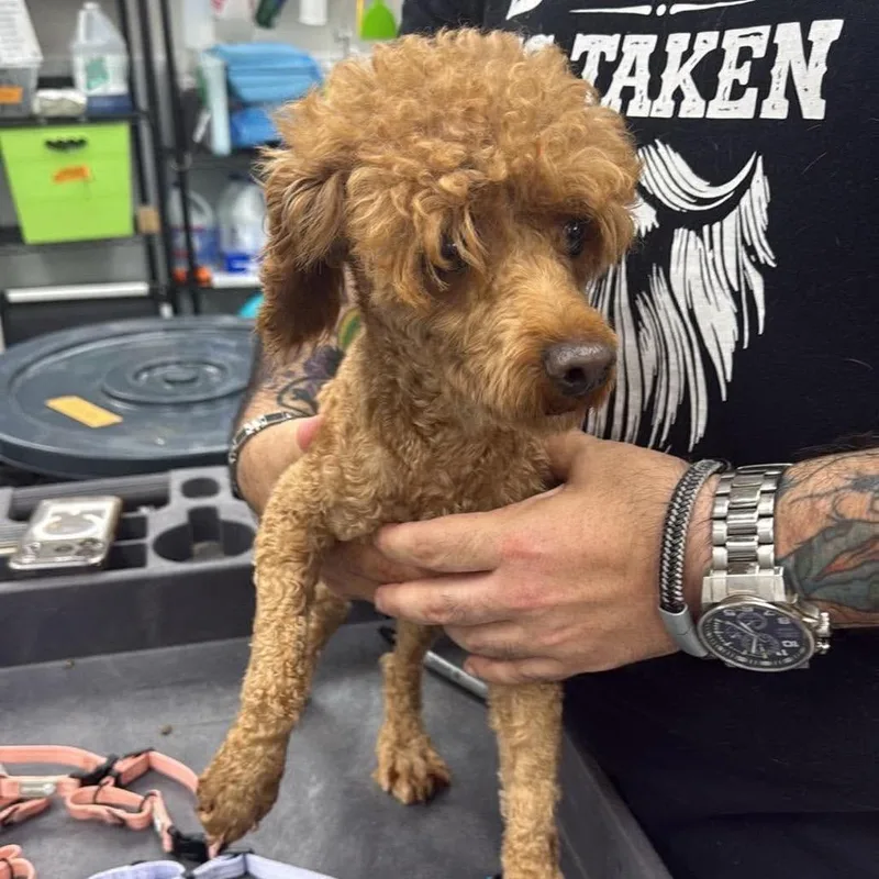 An adult small-sized male Red / Chestnut / Orange Miniature Poodle dog named Riddler for adoption in Fredericksburg, VA
