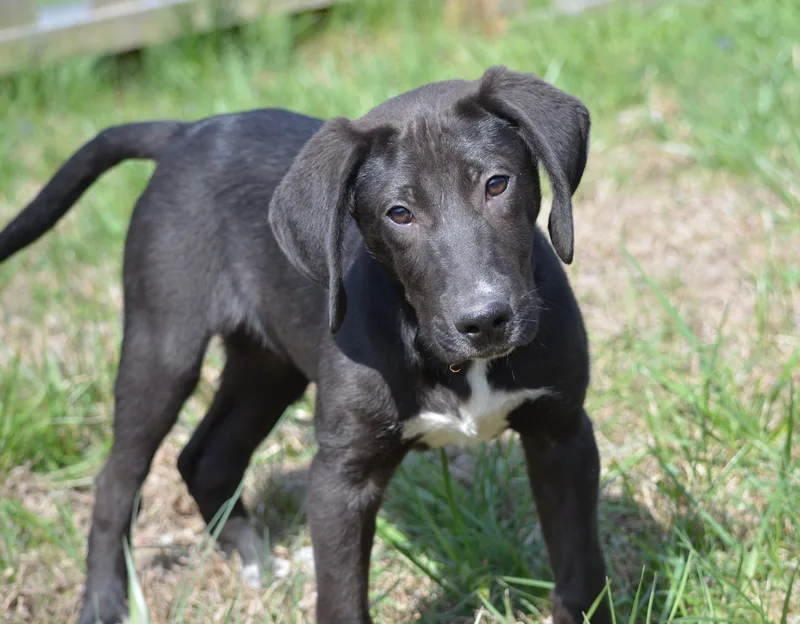 A baby medium-sized male Black Hound dog named Mojo for adoption in Amissville, VA