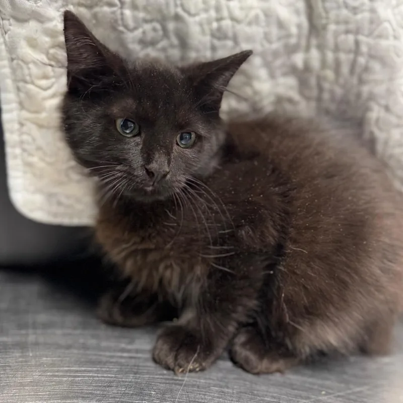 A baby small-sized male Black Domestic Medium Hair cat named Aqualord for adoption in Fredericksburg, VA