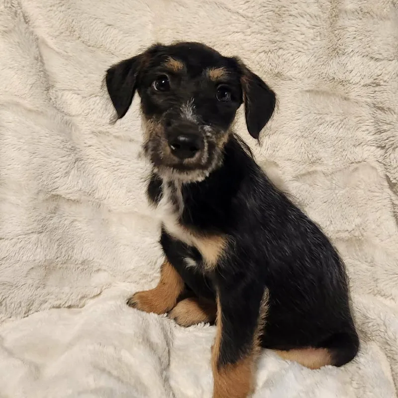 Roman Lb thumbnail 6