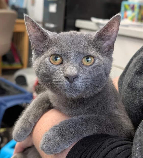 A baby medium-sized male Domestic Short Hair cat named Fred for adoption in Canfield, OH