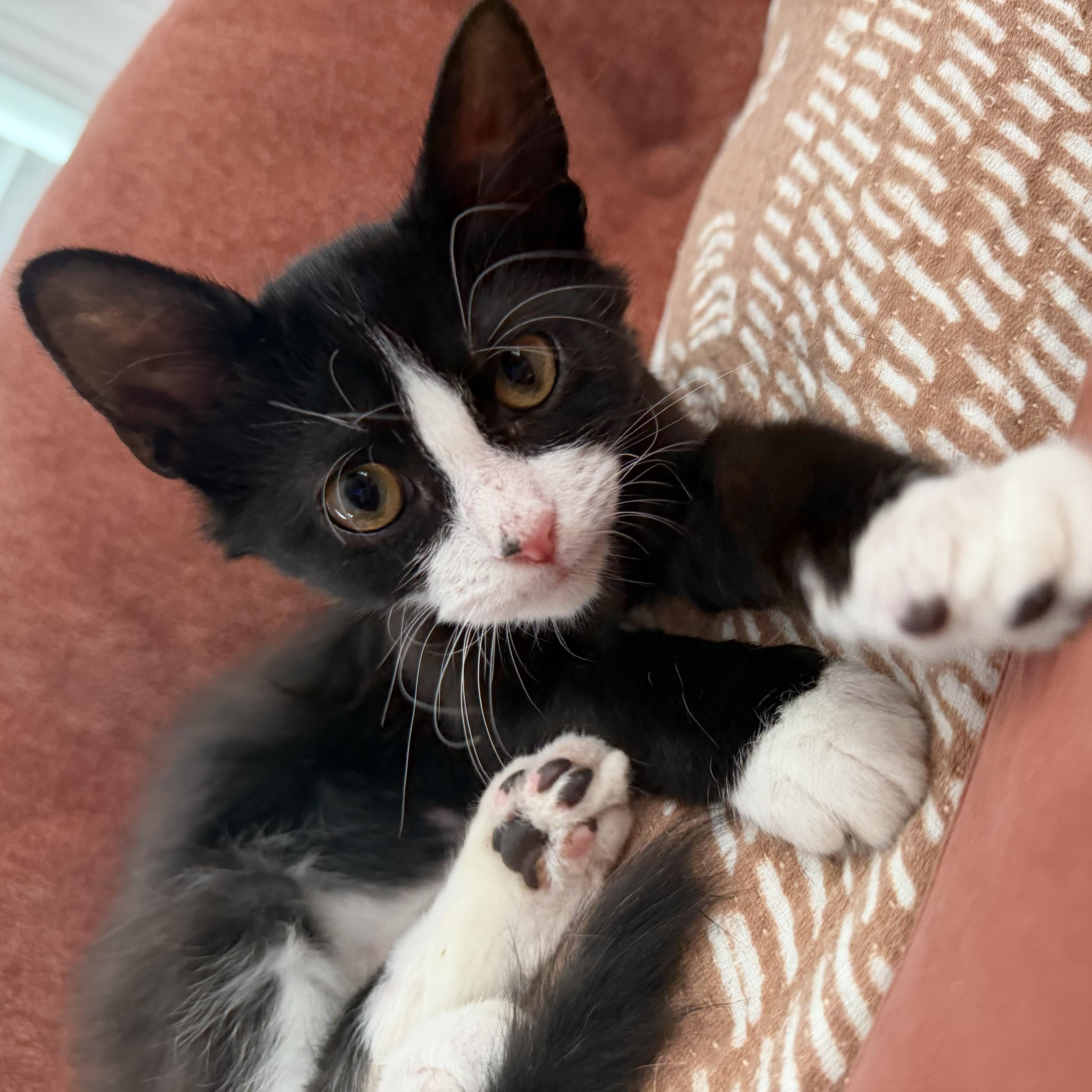 A baby medium-sized female Black & White / Tuxedo Domestic Long Hair cat named Santos for adoption in Seneca, SC