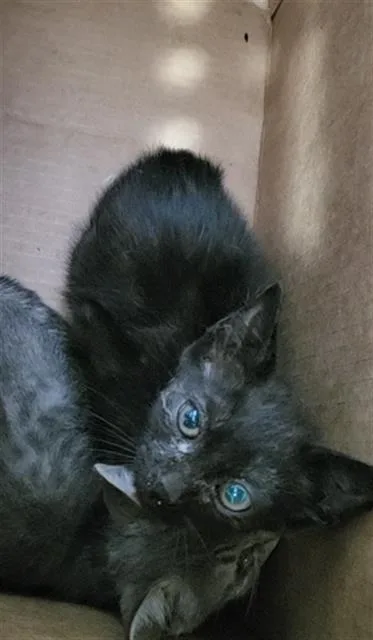 A baby medium-sized male Domestic Medium Hair cat named Atlas for adoption in Dallas, TX