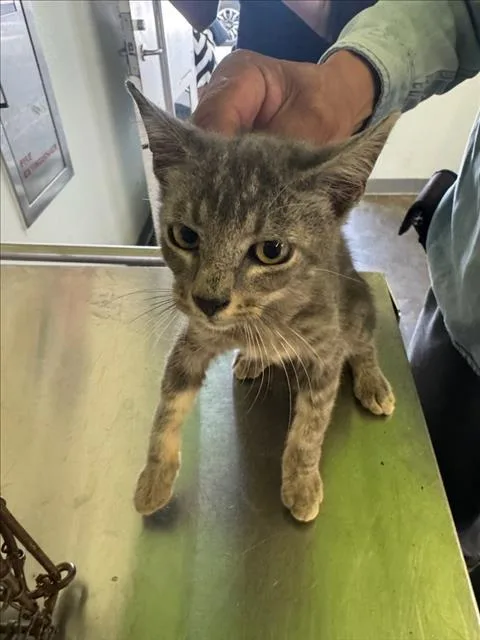 A baby medium-sized male Domestic Short Hair cat named 5 for adoption in Los Angeles, CA