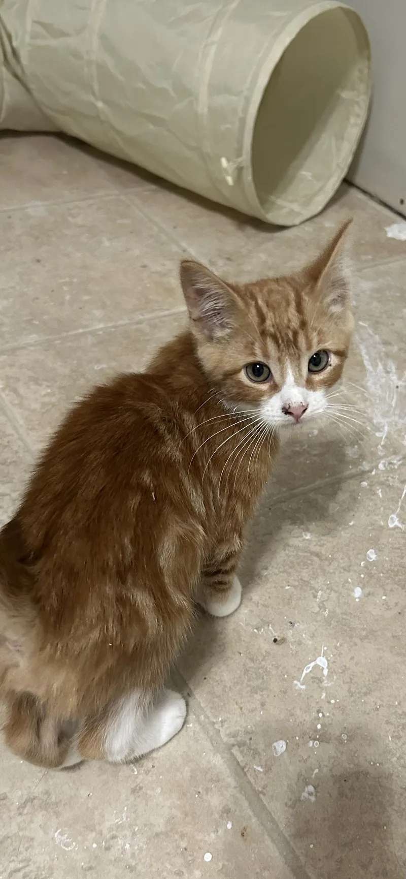 A baby small-sized male Domestic Short Hair cat named Mitch for adoption in Heyburn, ID
