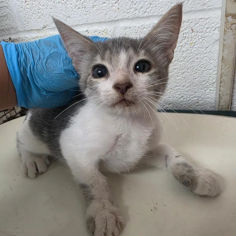 A baby small-sized male Gray / Blue / Silver Domestic Short Hair cat named Ethan for adoption in Edinburg, TX