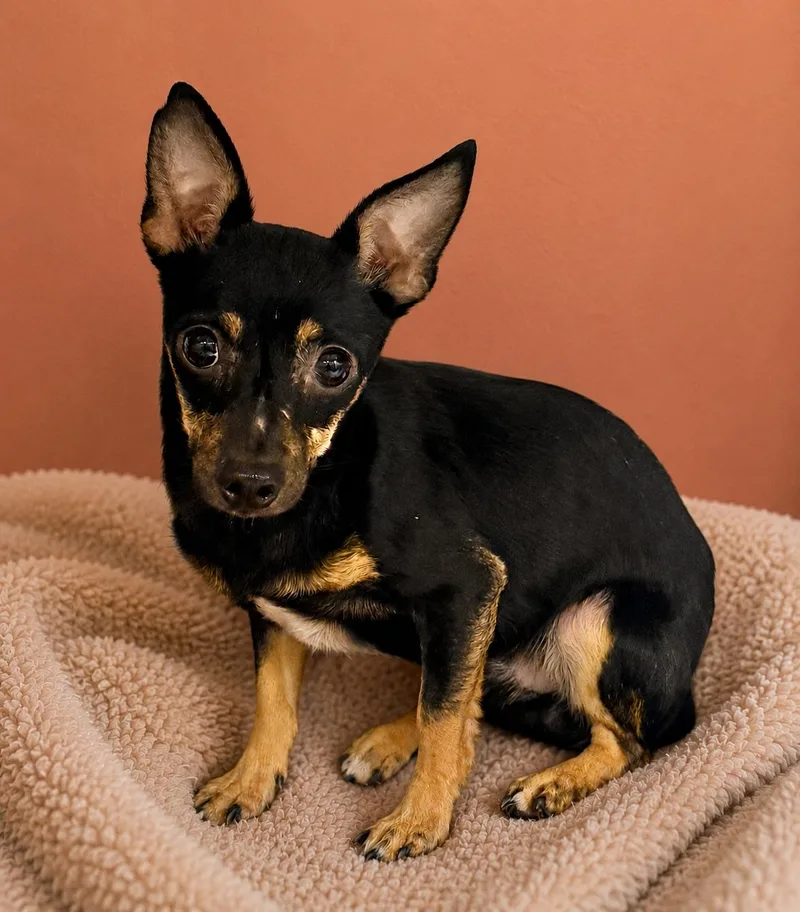 An adult small-sized male Black Chihuahua dog named Garth for adoption in Boca Raton, FL