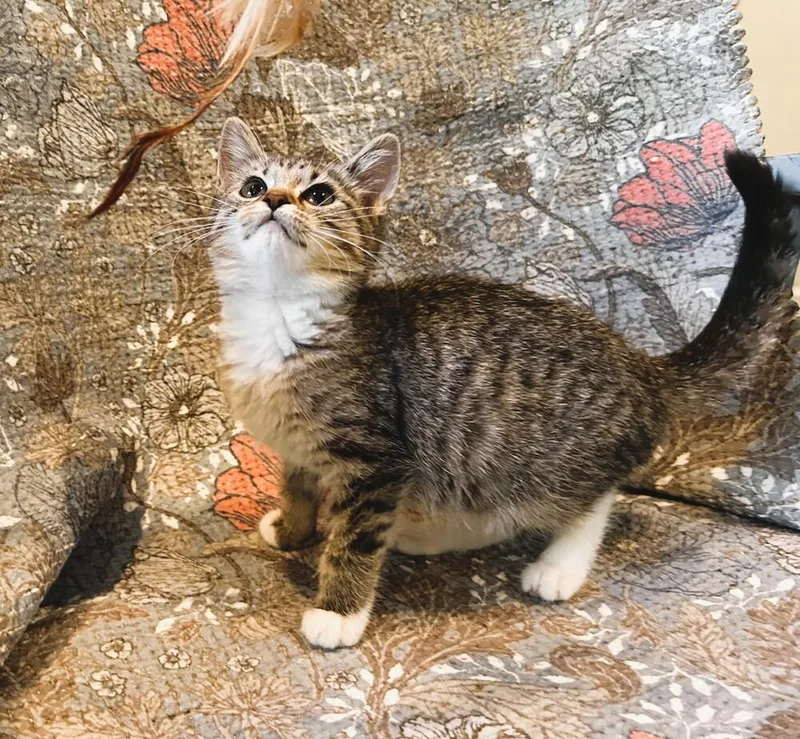 A baby small-sized female Domestic Short Hair cat named Julia for adoption in Mooresville, NC