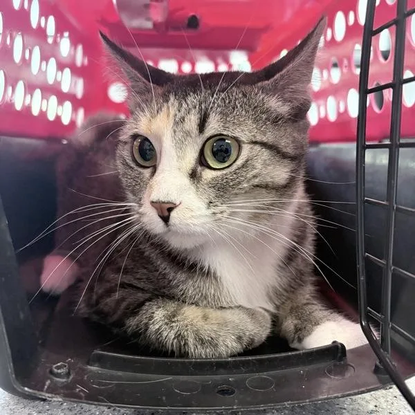 An adult medium-sized female Domestic Short Hair cat named Nia for adoption in Des Moines, IA