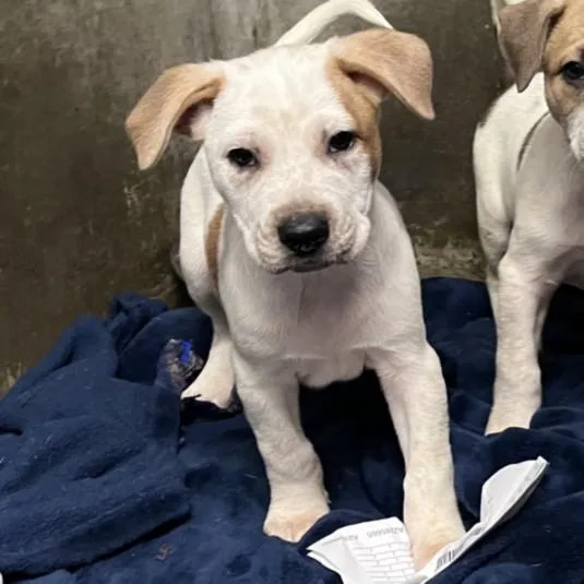 A baby small-sized male American Staffordshire Terrier dog named Richie for adoption in Los Angeles, CA