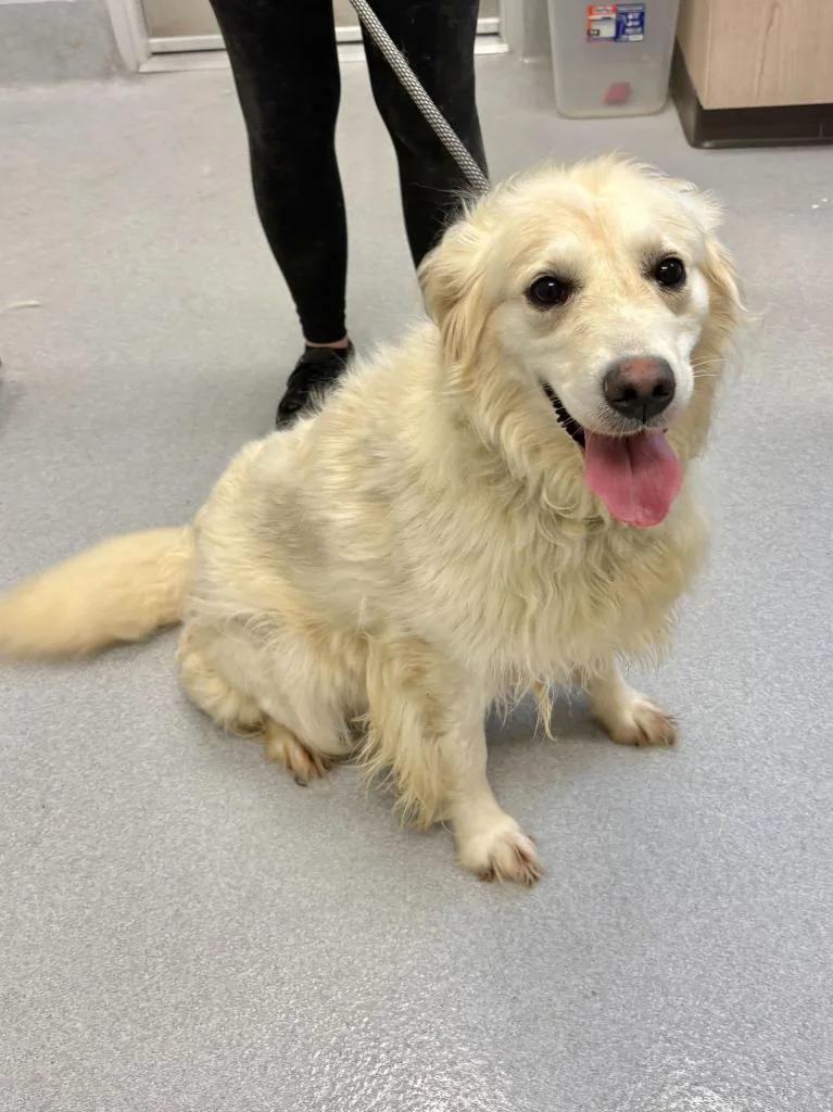 A young large-sized female Golden Retriever dog named Sugar for adoption in Chillicothe, OH