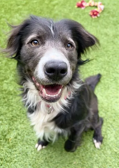 An adult medium-sized male Border Collie dog named Gibson for adoption in Statesville, NC