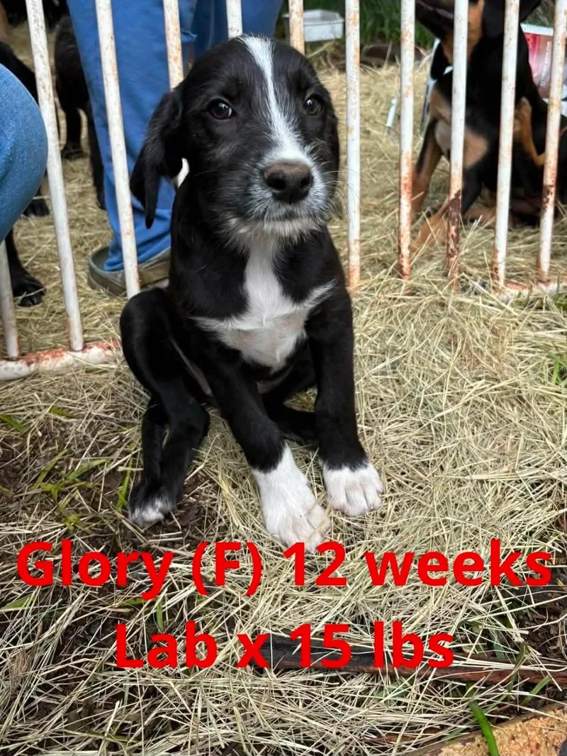 A young large-sized female Labrador Retriever dog named Glory for adoption in Pomfret Center, CT